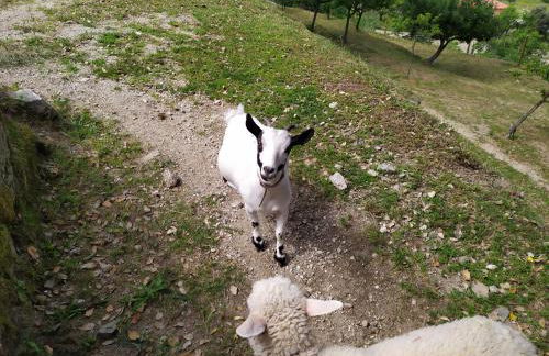 Quinta Souto Chão - Photo 2