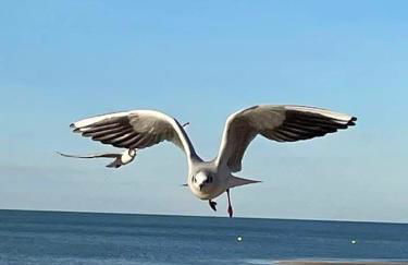 VILLA CATHY - Foto 10