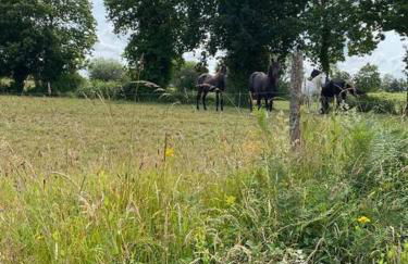Gîte à la ferme de la Corbinais - Foto 10
