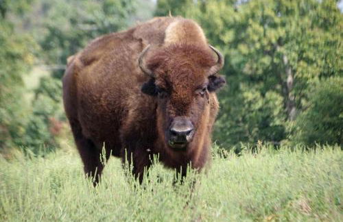 Cozy Cabin with Spa and Picnic Space in Marshall, Arkansas - Foto 17