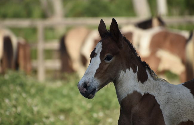 Key West Cottages - Photo 39