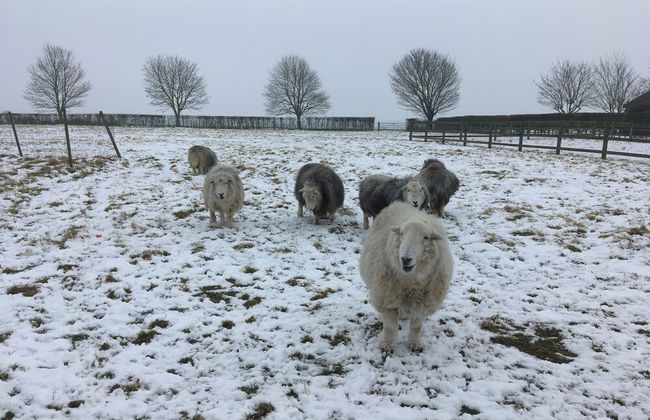 Woodfield House - Photo 27