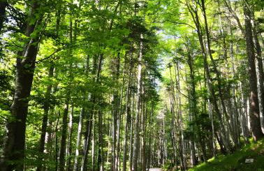 Agriturismo Odorizzi - Photo 13