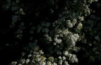 ŻAR - Dworek w Żarnowcu - Foto 14