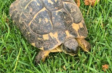 Villa Quatre Vents - Foto 43