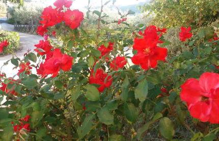 Tenuta Colverano - Foto 58