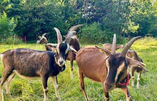 Kutscherhaus am Herrenhaus Bauer - Foto 7