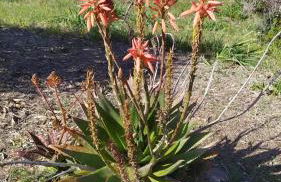 La Casetta - Foto 38