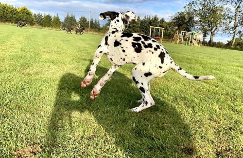WestLaigh Central Scotland with outdoor BBQ Hut, pets welcome - Foto 41