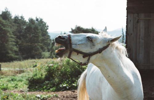 Agroturystyka Zadnie Łuki - Foto 35