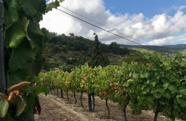 Private Douro- Quinta das Susandas - Foto 49