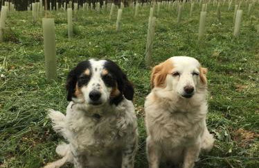 Agroturismo Erlete Goikoa -ESTAMOS EN EL CAMINO DE SANTIAGO -WE ARE ON THE CAMINO DE SANTIAGO- SENDERISMO-RUTAS Y BICICLETA - Photo 31