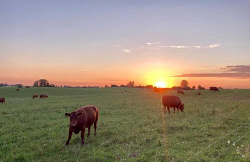 Ferienwohnungen Zur Biberburg - Foto 11