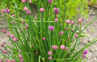 Maison Tombelaine - Foto 16