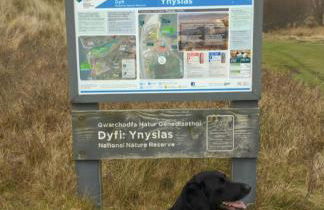 Peacehaven, Ynyslas, Borth - Photo 13