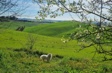Gli Ulivi di Siena 2 - Foto 3