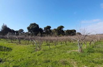 Ktima Rodies in Neochori Zacharo - Foto 35