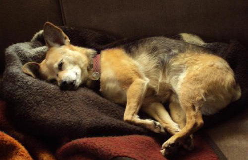 Pet Friendly Cottage walk to beach! - Foto 9