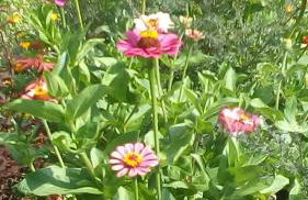 il Fienile di Penelope - Foto 5