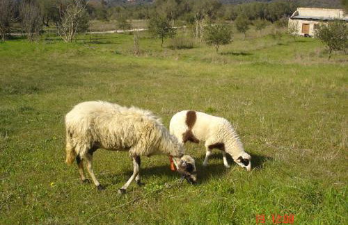 Aroggia Farm - Foto 60