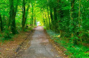 Forest lodge - Foto 66