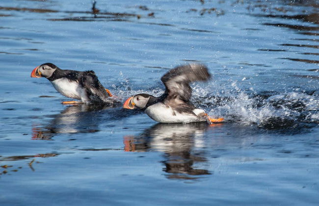 Avvistamento di pulcinelle di mare a Reykjavík - Foto 7