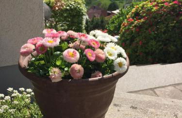 Ferienwohnung Kuckuckslockennest - Foto 8