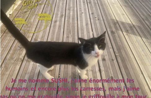 Gîte du Silo Epi de Maïs Piscine et SPA - Foto 20