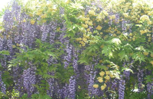 La Capanna dei Carri - Foto 16