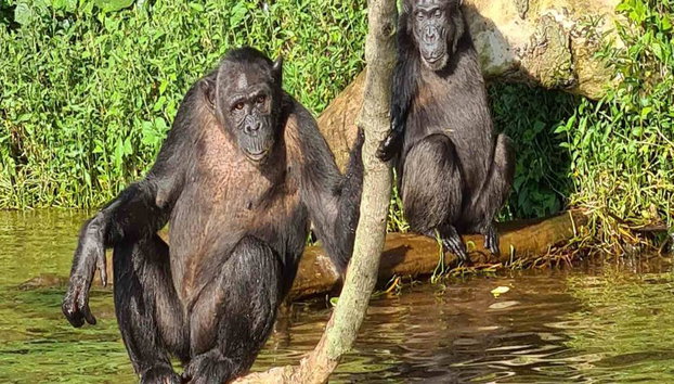 1 Day Ngamba Island Chimpanzee Sanctuary Entebbe - Foto 4