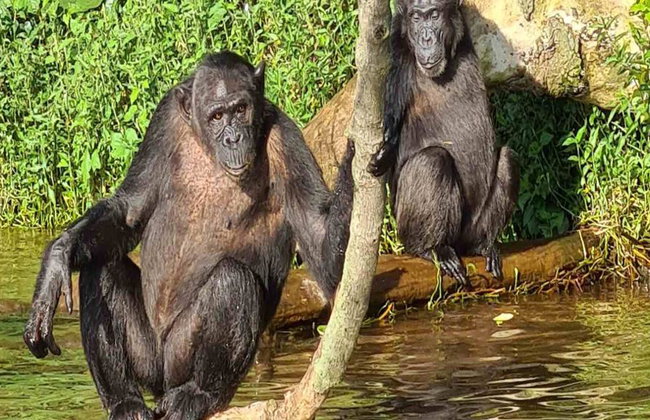 1 Day Ngamba Island Chimpanzee Sanctuary Entebbe - Foto 4