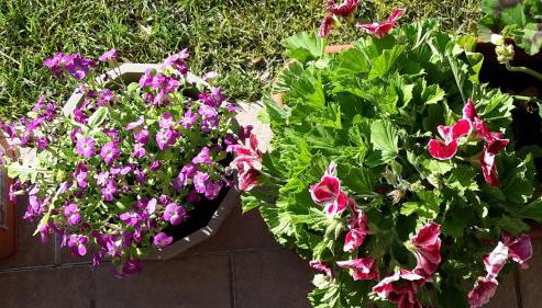 Residenza Orchidee - Foto 2