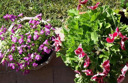 Residenza Orchidee - Foto 2