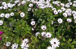 Finca Sa Cova de Mallorca - Foto 45