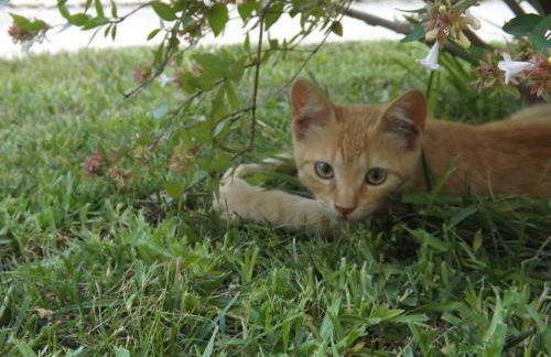 Stella Dei Campi - Foto 58