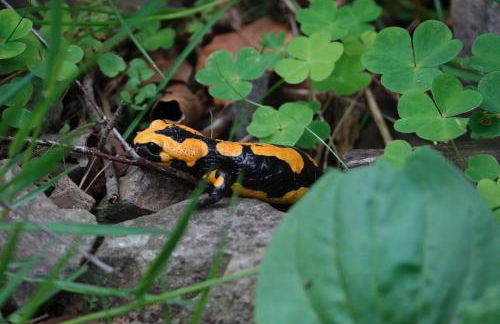 Harzapart Apartment 3 "Hirsch" - Foto 9