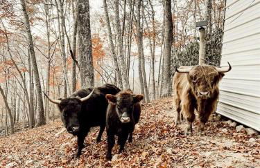 Stunning Pet-Friendly Treehouse for Relaxing Glamping Retreats in North Carolina - Foto 4