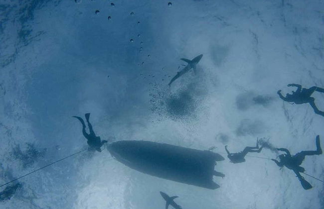 Scuba Diving with Sharks Experience - Photo 3