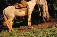 Chalés Recanto da Serra - Photo 8