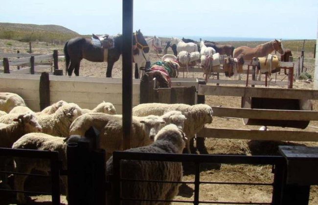 Tour di Puerto Madryn per croceristi - Foto 2