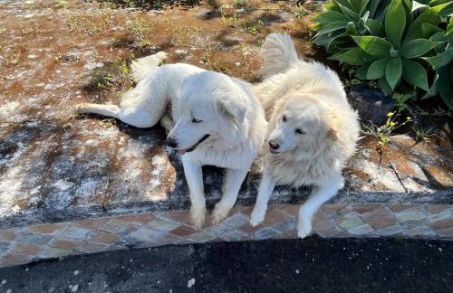 Borgo Piazza Apartments - Photo 43