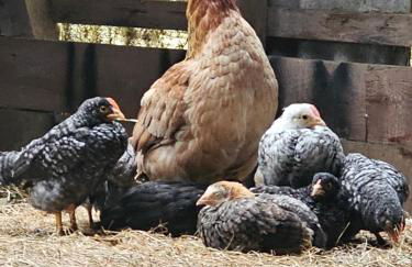 Ferienwohnungen Das Finkhaus - Foto 53