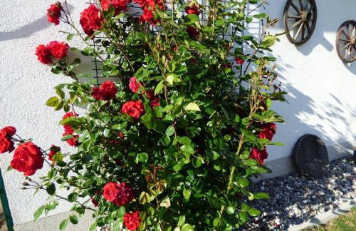 Ferienhaus-Natur-Erholung-Pur-Mecklenburgische-Seenplatte-zwischen-Mueritz-und-Ostsee - Foto 25