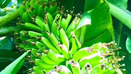 Azores Casa Hawaii - Photo 4, Garden