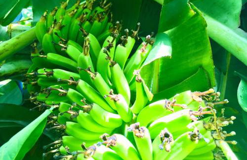 Azores Casa Hawaii - Photo 4