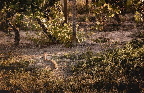 Villa Vinory Bricco di Nizza - Foto 10