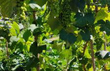 La tenuta di Eva - Foto 10