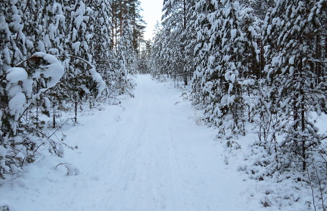 Joutsenlampi - Foto 21