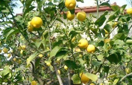 Villa Primavera - Foto 12