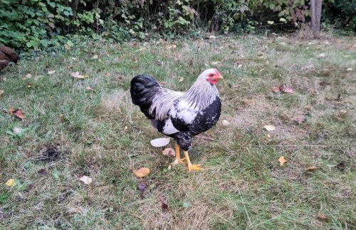 Ruhige Ferienwohnung „Südhang“ direkt am Wald - Foto 27